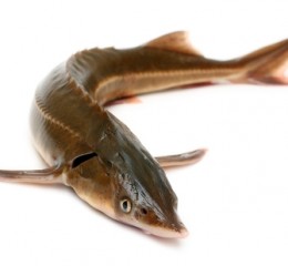 TYPES OF STURGEON