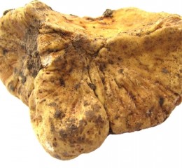 POUDRE DE TRUFFE LYOPHILISÉE - Trufficulteurs passionnés par la Truffe de  Meuse (Tuber mesentericum)