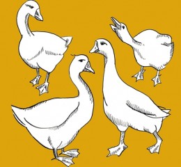 GOOSE FOIE GRAS – TYPES OF FOIE GRAS