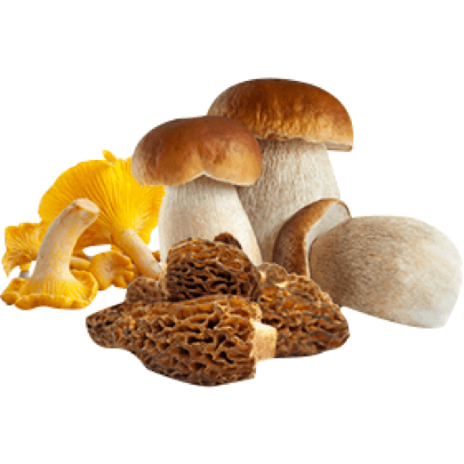 Morilles, cepes et girolles